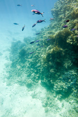 Underwater coral reef.