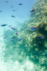 Fototapeta na wymiar Underwater coral reef.