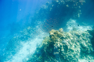 Underwater coral reef.