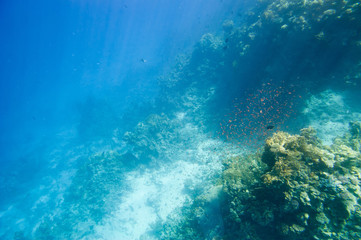 Naklejka na ściany i meble Underwater coral reef.
