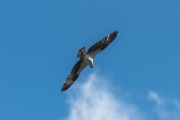 Western osprey flying in blue sky, trying to catch a fish
