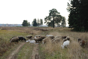 grazing sheeps and goats