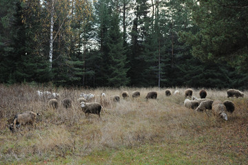 grazing sheeps and goats