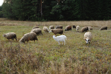 grazing sheeps and goats