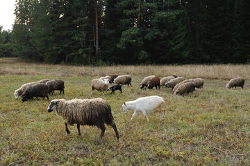 grazing sheeps and goats