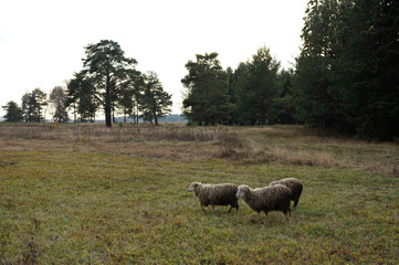 Obraz premium grazing sheeps and goats