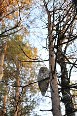owl