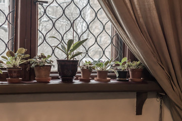 Mix of beautiful houseplants in pots on the windowsill
