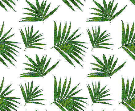 Seamless pattern with kentia palm tropical branch, green leaves cute wallpaper. Vector elegant print isolated on white background. Delicate art template