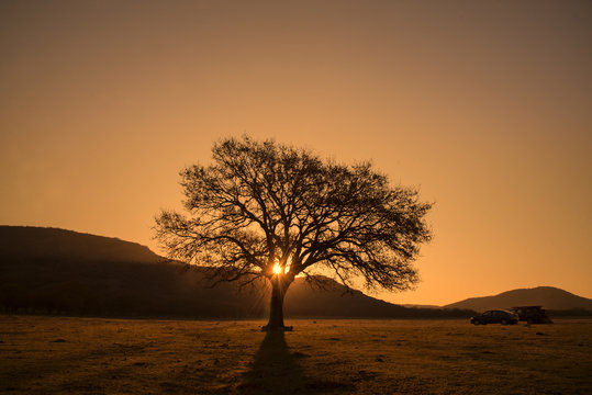 Tree silhouette at sunrise
