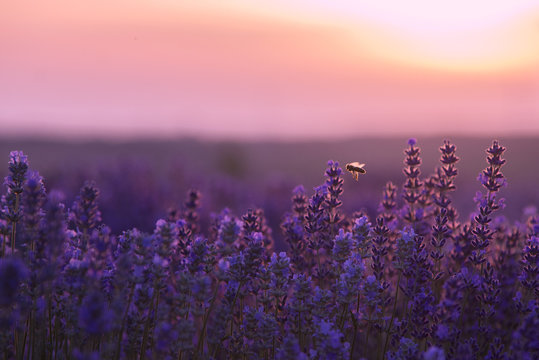 Bee flying  over lavender field