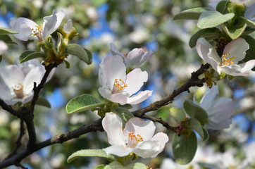 Branch with apple blossoms and leaves