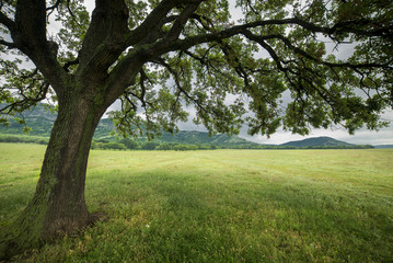 Fototapeta na wymiar Green grass field under tree