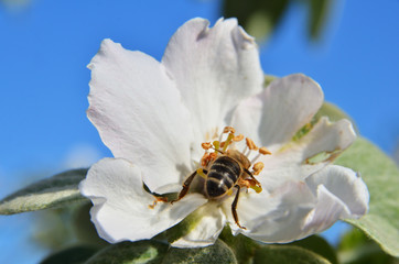 Bee on the apple tree inflorescence