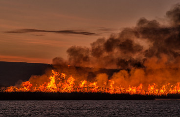 Fire burning over a field of reed
