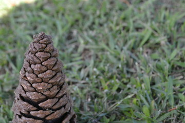  a pineapple on the grass