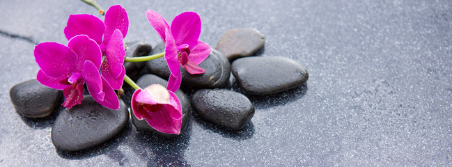 Fototapeta na wymiar Pnk orchids and black stones close up.