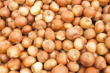 Onion harvest.Fresh golden onions. Onions background. Ripe onions. Onions in market.top view