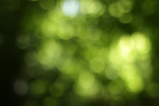 bokeh dans la nature 