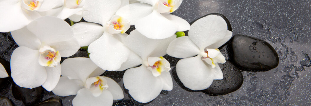 Spa stones and white orchid.