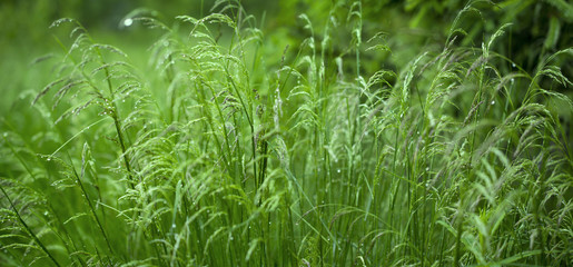 Wild grass very natural romantic widescreen panorama