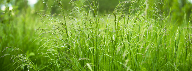 Wild grass emerald romantic widescreen panorama © a_darya