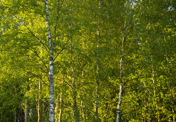 Fototapeta premium Birch in the golden rays of summer sun