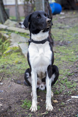 Black and white dog, hunting dog.