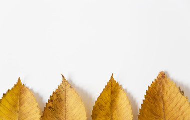 yellow autumn leaves frame.flat lay.white background.minimalist style.