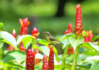 yellow bird and red flower