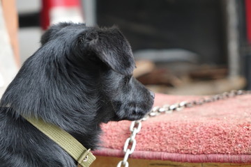 The dog on the chain