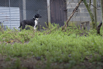 Naklejka na ściany i meble Black and white dog, hunting dog.