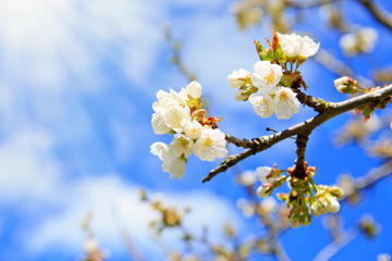 Blossom tree branches with sky at background.