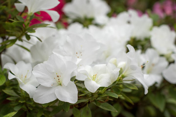 Azalea flower blooming