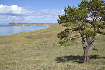 Fototapeta na wymiar Lonely tree pine on the lake Baikal with cape coast and beautiful clouds in the background Olkhon Khuzhir