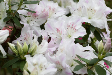 Azalea flower blooming