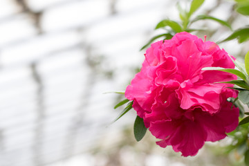 Azalea flower blooming