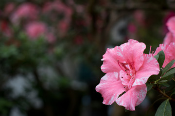 Azalea flower blooming