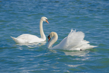 Swans in a bright day at the sea