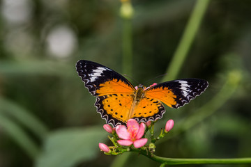 Fototapeta na wymiar Loepard-Spitze Schmetterling