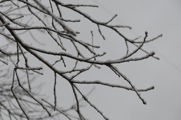 Branches in the snow, winter trees covered by snow.