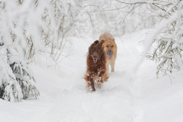 Two red dog running to the viewer against white snow