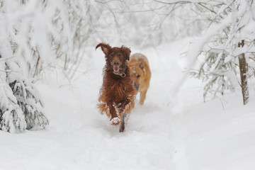 Two red dog running to the viewer against white snow
