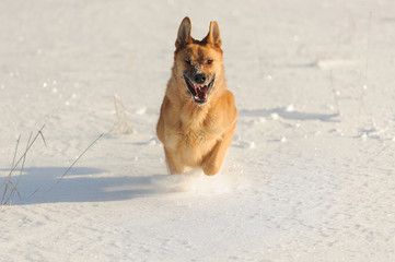 Red dog running against white snow and the background of the forest
