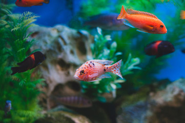 Aquarium fish - Cichlids. Fish from the family Cichlidae in the order Perciformes.