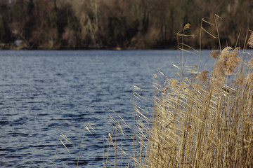 Reed in lake