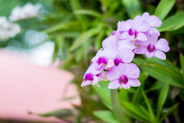 Thai purple orchid with green leaves in the orchid garden in summer.