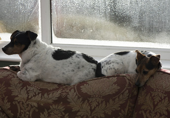 Smudge and Rosie the Jack Russells 