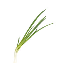 Young Green Onion Isolated