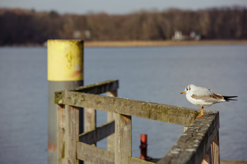 Seagull standing in the sunshine